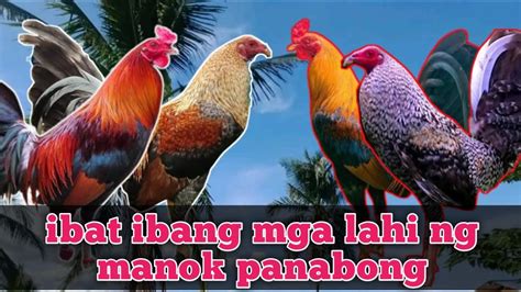 Narito Ang Mga Karaniwang Lahi Ng Manok Sa .